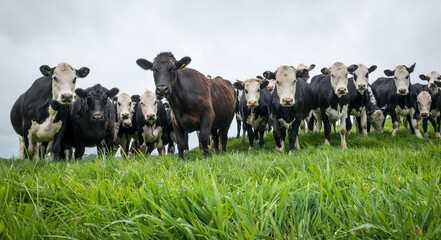 Mob of white face and dairy cross beef cattle yearlings in lush green grass pasture © Nathan McClunie