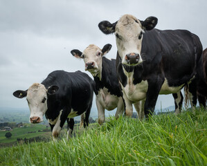 Mob of white face and dairy cross beef cattle yearlings in lush green grass pasture © Nathan McClunie