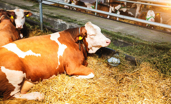 Red and white Simmental cattle resting on straw in a farm pen. Farm animal welfare.