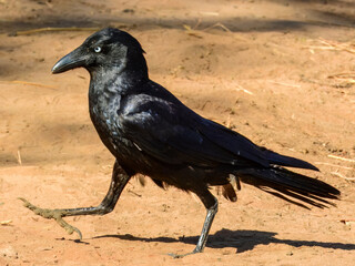Fototapeta premium Torresian Crow (Corvus orru) in Australia