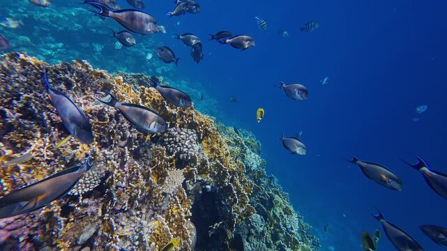 Colorful Fish Swimming Over Coral Reef in Marsa Alam