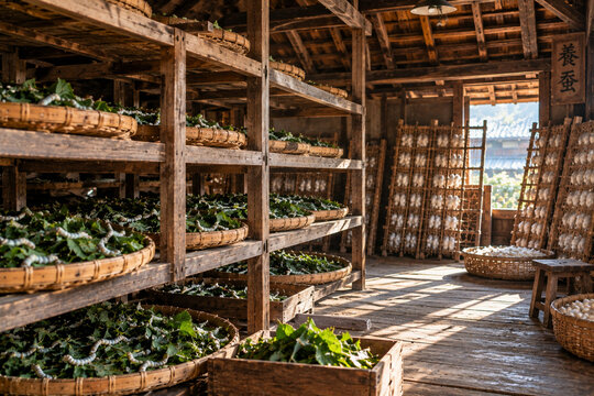 Traditional Silkworm Rearing Racks in the Attic of a Rural Japanese Sericulture Farmhouse