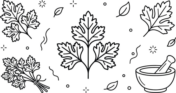 Minimalist line art vector illustration of fresh coriander leaves parsley bunch and mortar pestle isolated on white background