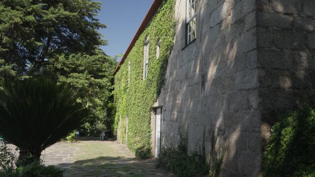The granite wall of an old manor house covered in ivy, with a flagstone path, a sago palm and trees in sunlight.