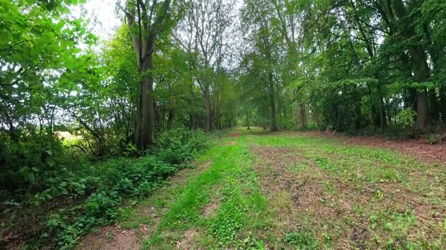 Green forest path winds through tall trees. Fresh grass grows between mossy soil and fallen leaves. Trees frame a quiet, natural trail. Foliage sways gently in a mild breeze
