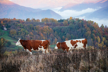 Fototapeta premium Cattles stand in a meadow against a background of beautiful mountains