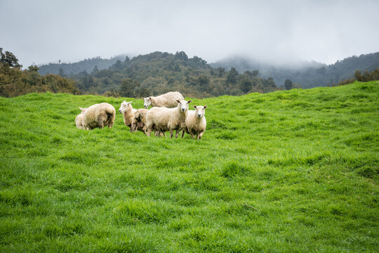 flock of sheep and lambs in green pasture