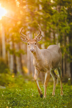 Majestic deer walking through a sunlit forest during golden hour