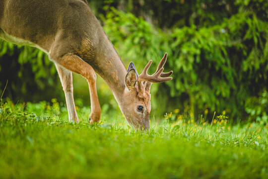 Deer grazing peacefully in a lush green meadow during daylight hours