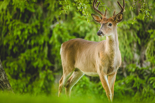 Deer standing gracefully in a lush green forest during the day