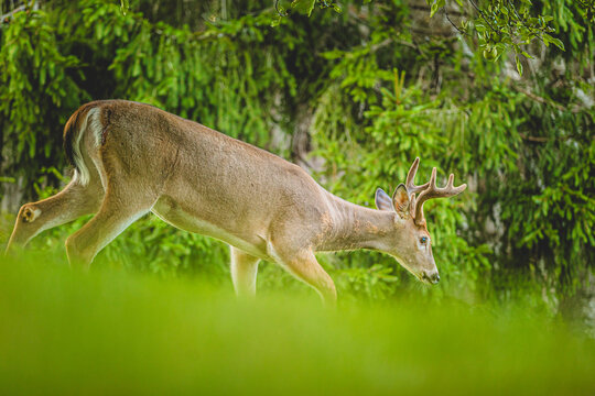 Buck deer wandering through a lush green landscape in a forested area