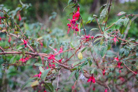 Pink Fuchsia Flowers Blooming in Dublin Park