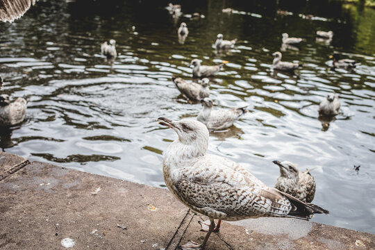Seagull Standing on Concrete Edge by Park Pond