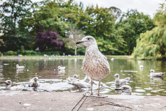 Young Gull Standing on Stone Bank Near Water