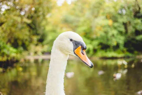 Close Up Portrait of Mute Swan Head