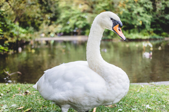 Mute Swan Standing on Grass Near Park Lake