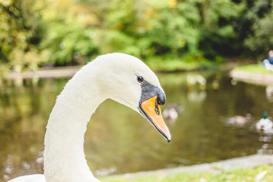 Side Profile Close Up of White Swan Head