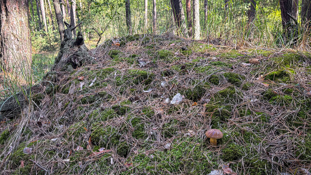 Bay bolete in autumn mossy pine forest