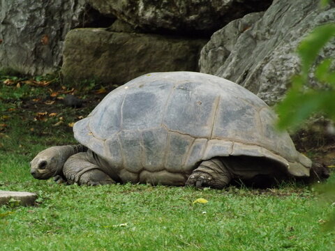 Turtle