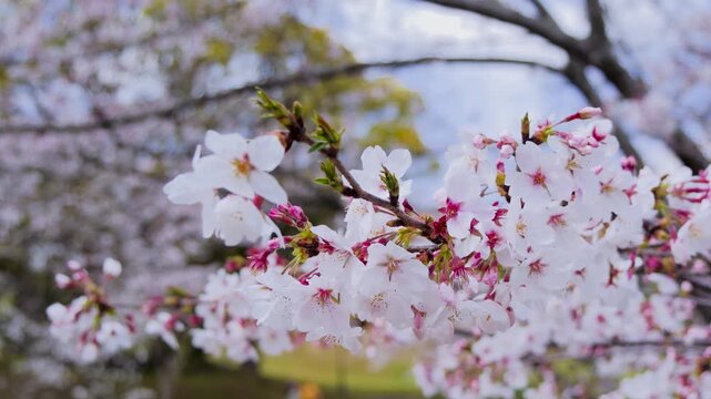 桜