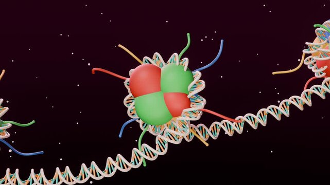 Nucleosomes with DNA wrapped around histone proteins, chromatin beads on a string, 3D seamless loop