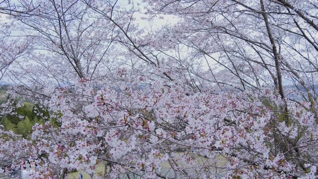 桜