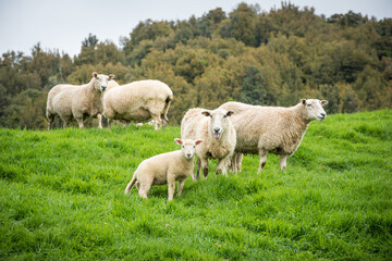 Fototapeta premium flock of sheep and lambs in green pasture