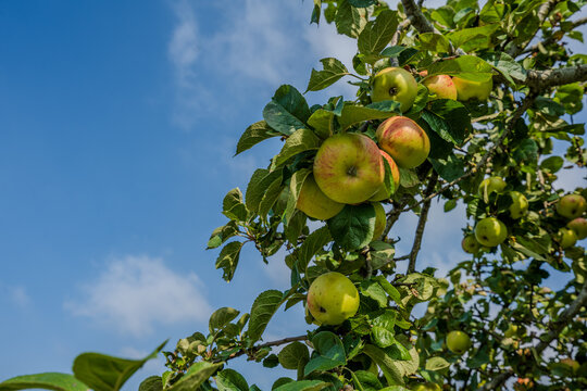 Reife &Auml;pfel am Baum vor blauem Himmel in Grandsberg, Niederbayern