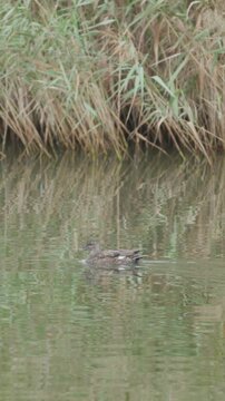 Vertical Female gadwall duck swimming in a tranquil pond