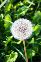 Close up of a single fluffy white dandelion seed head on a green grass background. Macro view of fragile Taraxacum officinale blowball with seeds in summer garden. Vertical nature backdrop. © Irina Ermakova