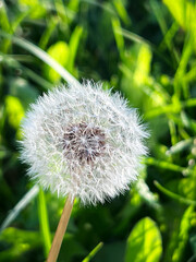 Macro view of a single fluffy white dandelion seed head on a blurred green grass background. Close up of fragile Taraxacum officinale blowball with detailed seeds. Vertical nature backdrop. © Irina Ermakova