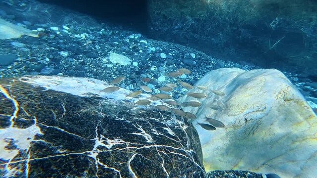 Small fish schooling along a rocky seabed. Salema porgy, Sarpa salpa