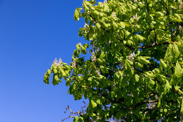 Green deciduous trees in a summer park, wild nature © rsooll