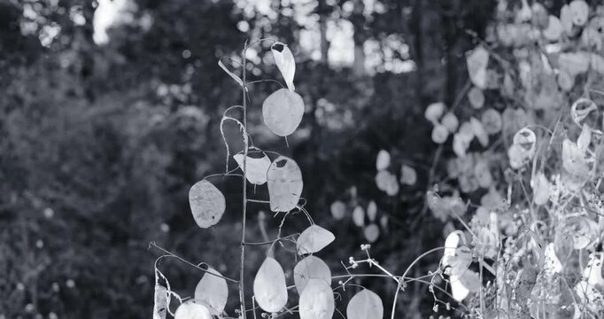 Cinematic close-up of dry lunaria seed pods swaying in the dark. High contrast black and white footage of translucent silver dollar plant in a moody, mysterious nighttime garden.