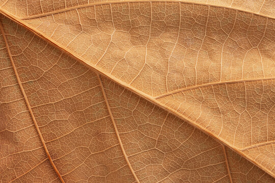 numerous veins of a dry leaf, the texture of fallen leaves as a background