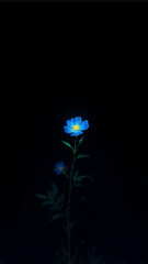 Fototapeta premium blue flower on black background