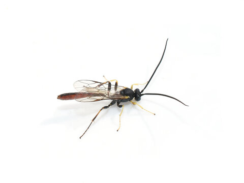 Dusona ichneumonid wasp specimen side view close up, slender black and reddish parasitic wasp.