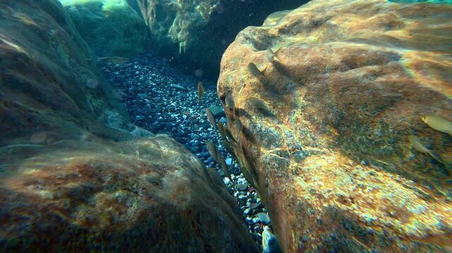 Small fish swimming between rocky underwater boulders. Salema porgy, Sarpa salpa