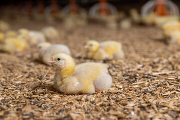 yellow chickens at a poultry farm for growing meat breeds of poultry, small chickens covered with yellow fluff on sawdust in the poultry farm building © rsooll