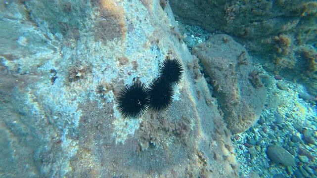 Black sea urchins on rocky seafloor