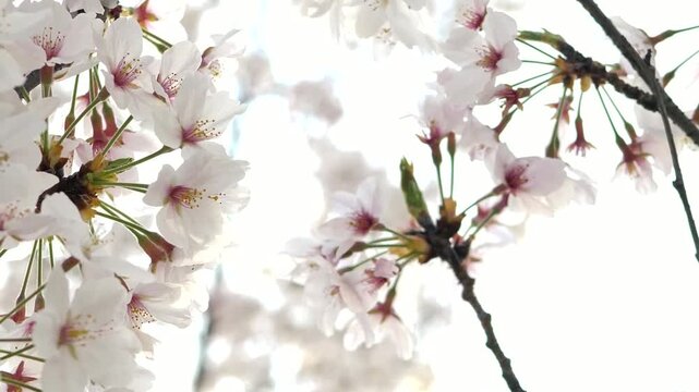 White cherry blossoms and dark branches against a bright sky