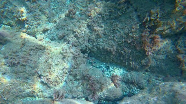 Striped fish swimming by rocky seabed. Ornate wrasse, Thalassoma pavo