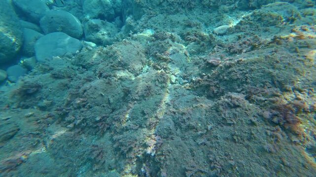 Rocky underwater seabed with algae and stones
