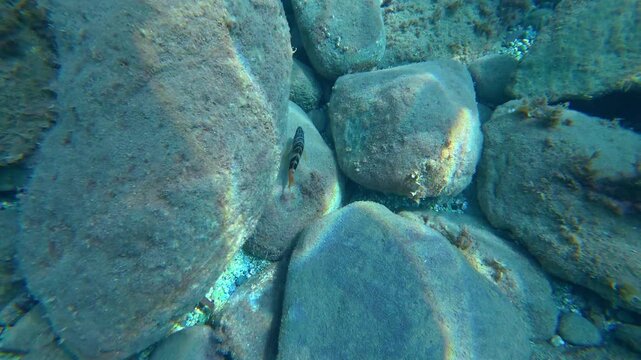 Striped fish swimming over rocky seabed. Ornate wrasse, Thalassoma pavo