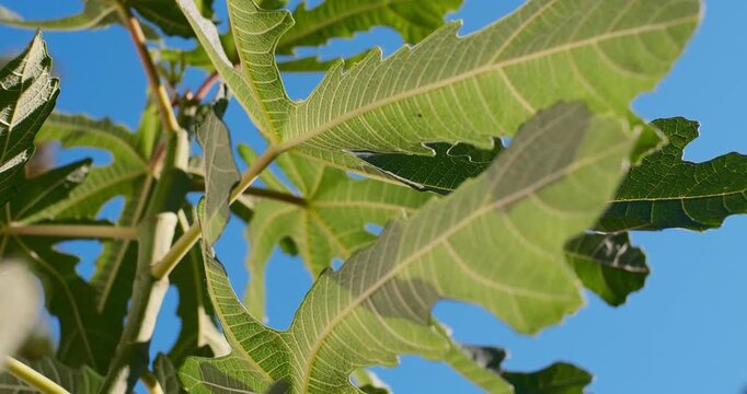 Cinematic close-up of green fig tree leaves gently swaying in the breeze under warm sunlight. Detailed macro shot of fresh summer foliage in a peaceful garden with a blurred background.