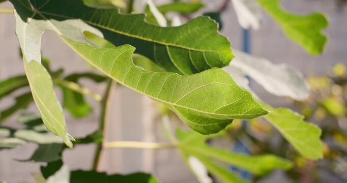 Cinematic close-up of green fig tree leaves gently swaying in the breeze under warm sunlight. Detailed macro shot of fresh summer foliage in a peaceful garden with a blurred background.