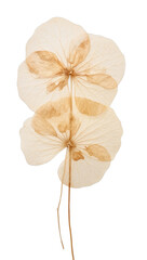 Fototapeta premium PNG Real pressed hydrangea flower plant illustrated chandelier.