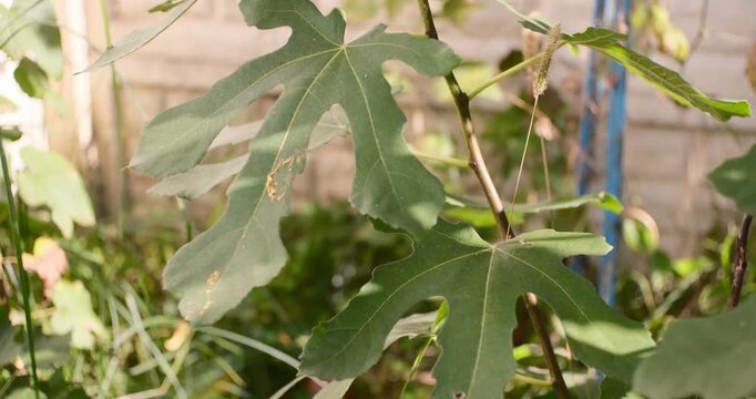 Cinematic close-up of green fig tree leaves gently swaying in the breeze under warm sunlight. Detailed macro shot of fresh summer foliage in a peaceful garden with a blurred background.