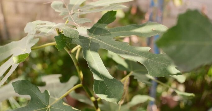 Cinematic close-up of green fig tree leaves gently swaying in the breeze under warm sunlight. Detailed macro shot of fresh summer foliage in a peaceful garden with a blurred background.