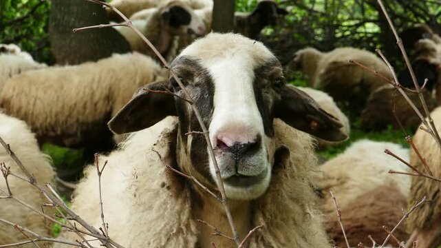 Close up of a single domestic sheep in the center with the blurred herd around it in a wooded forest area. Detailed portrait of an ewe surrounded by its flock in the mountain nature.
